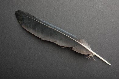 Beautiful black feather on gray background, top view