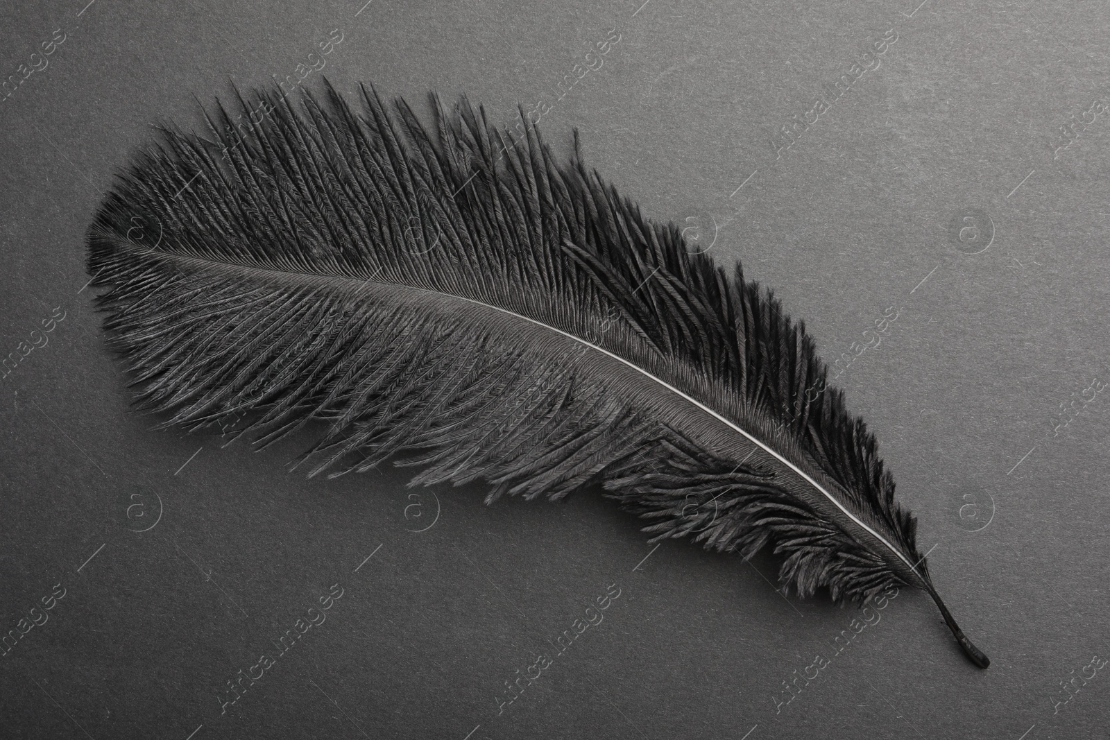 Photo of Beautiful black feather on gray background, top view