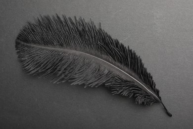 Beautiful black feather on gray background, top view