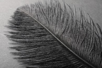 Photo of Beautiful black feather on gray background, closeup