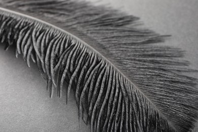 Photo of Beautiful black feather on gray background, closeup