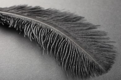 Photo of Beautiful black feather on gray background, closeup