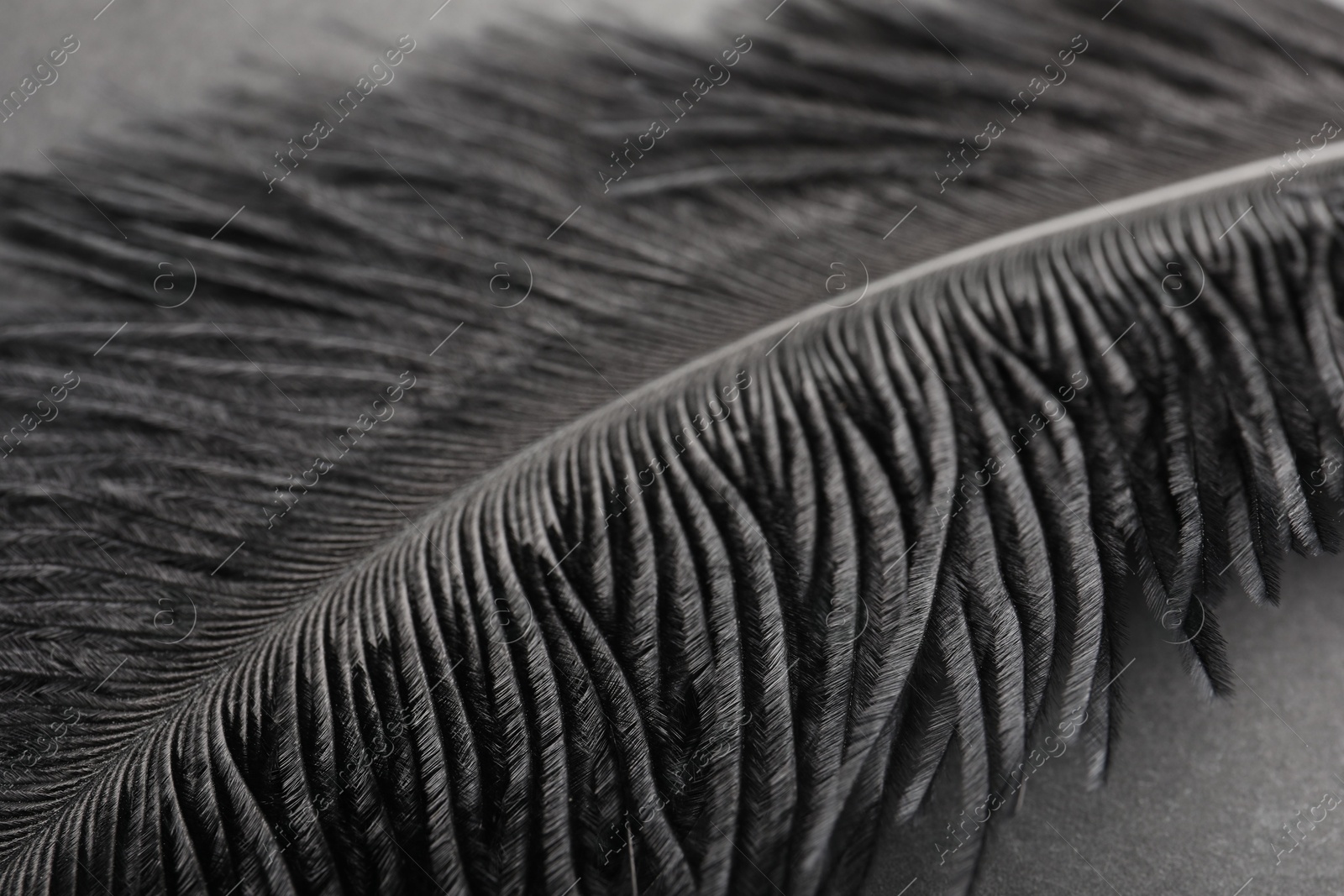 Photo of Beautiful black feather on gray background, closeup