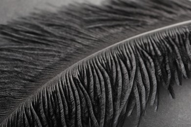 Beautiful black feather on gray background, closeup