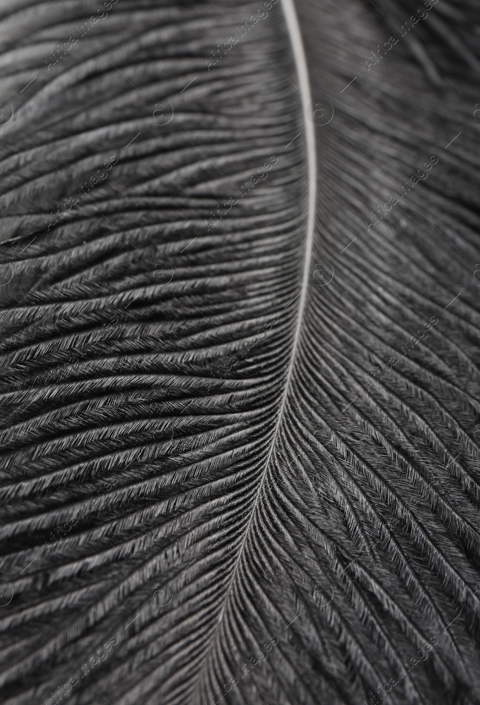 Photo of Beautiful black feather on gray background, closeup