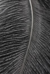 Beautiful black feather on gray background, closeup