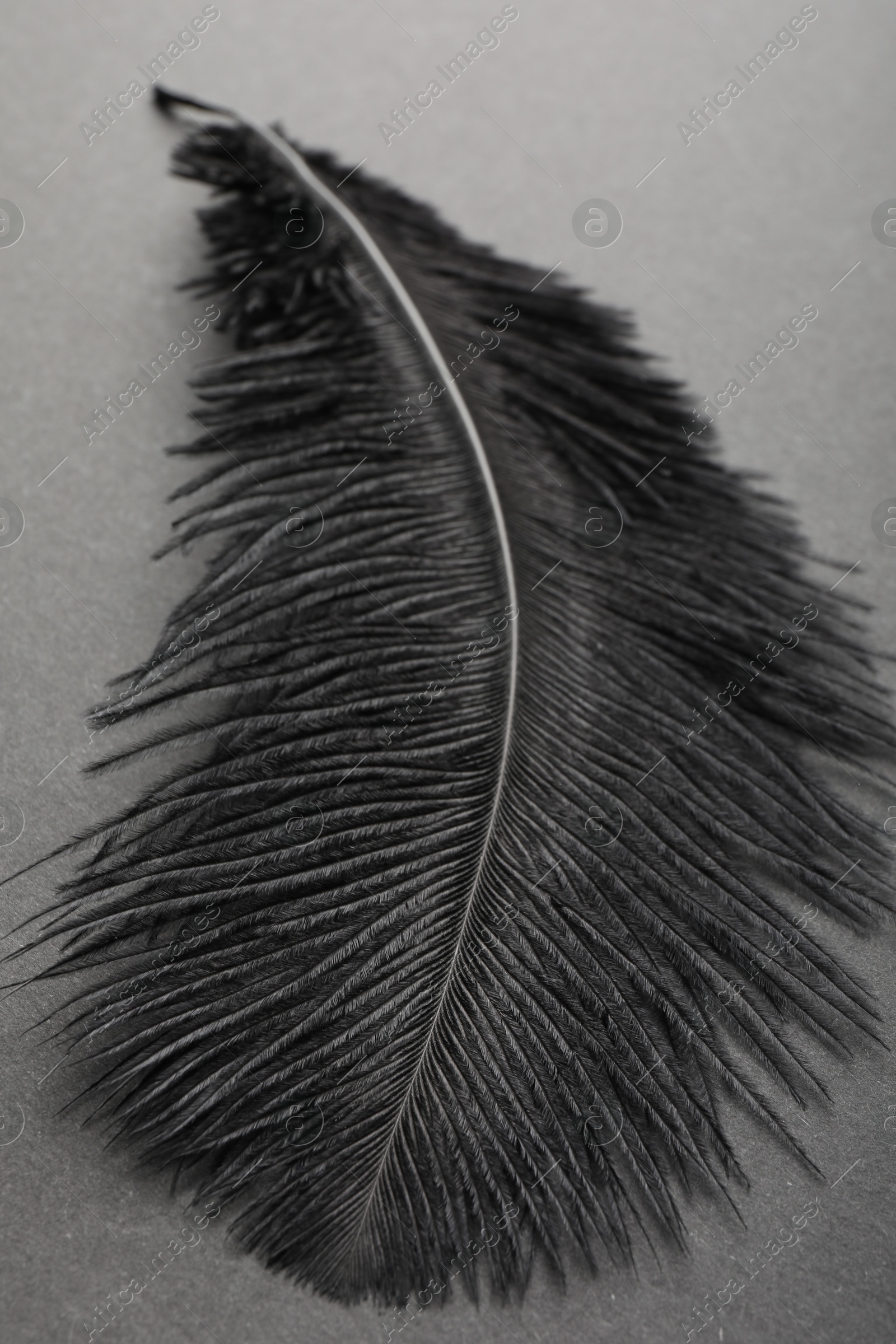 Photo of Beautiful black feather on gray background, closeup