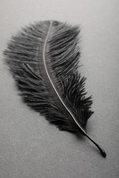 Beautiful black feather on gray background, closeup