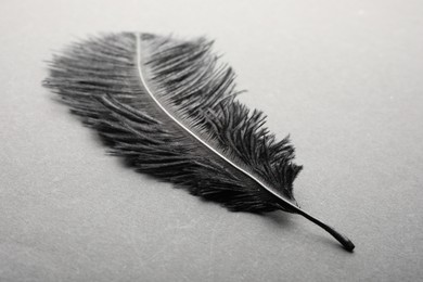 Beautiful black feather on gray background, closeup