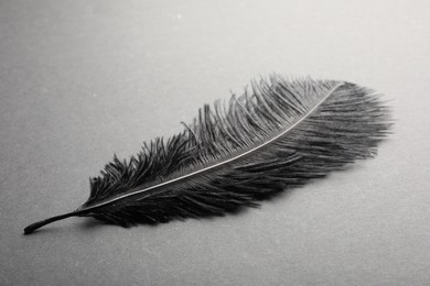 Photo of Beautiful black feather on gray background, closeup