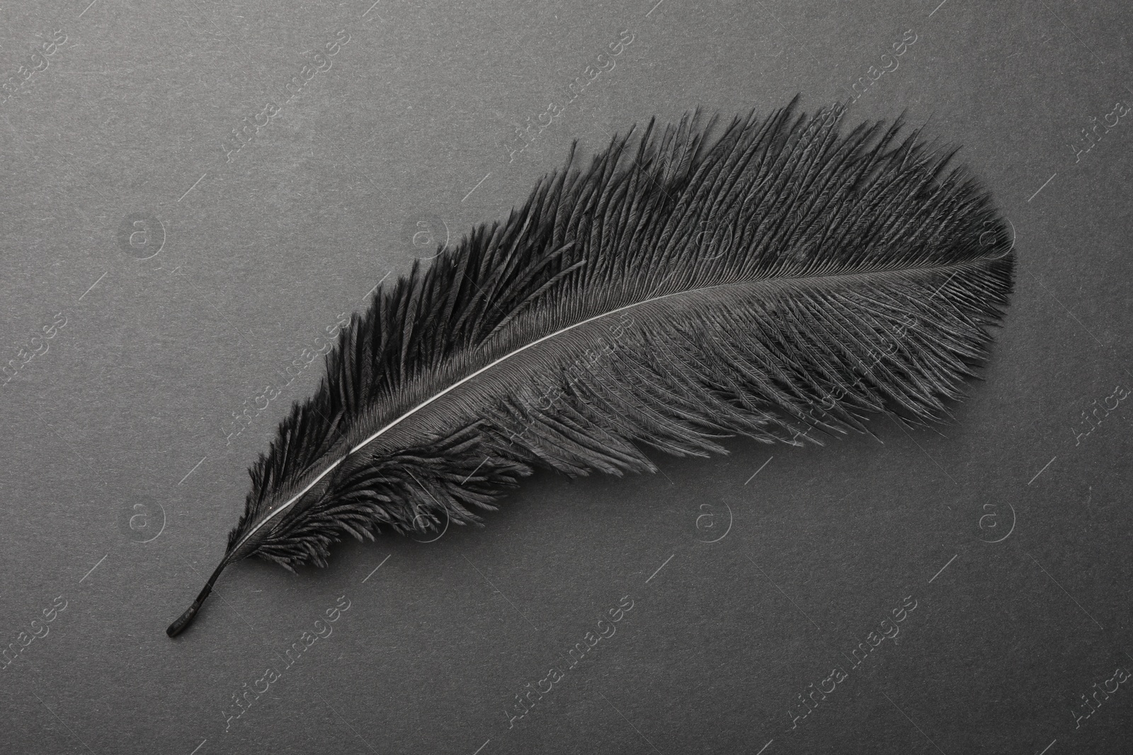 Photo of Beautiful black feather on gray background, top view