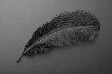 Beautiful black feather on gray background, top view