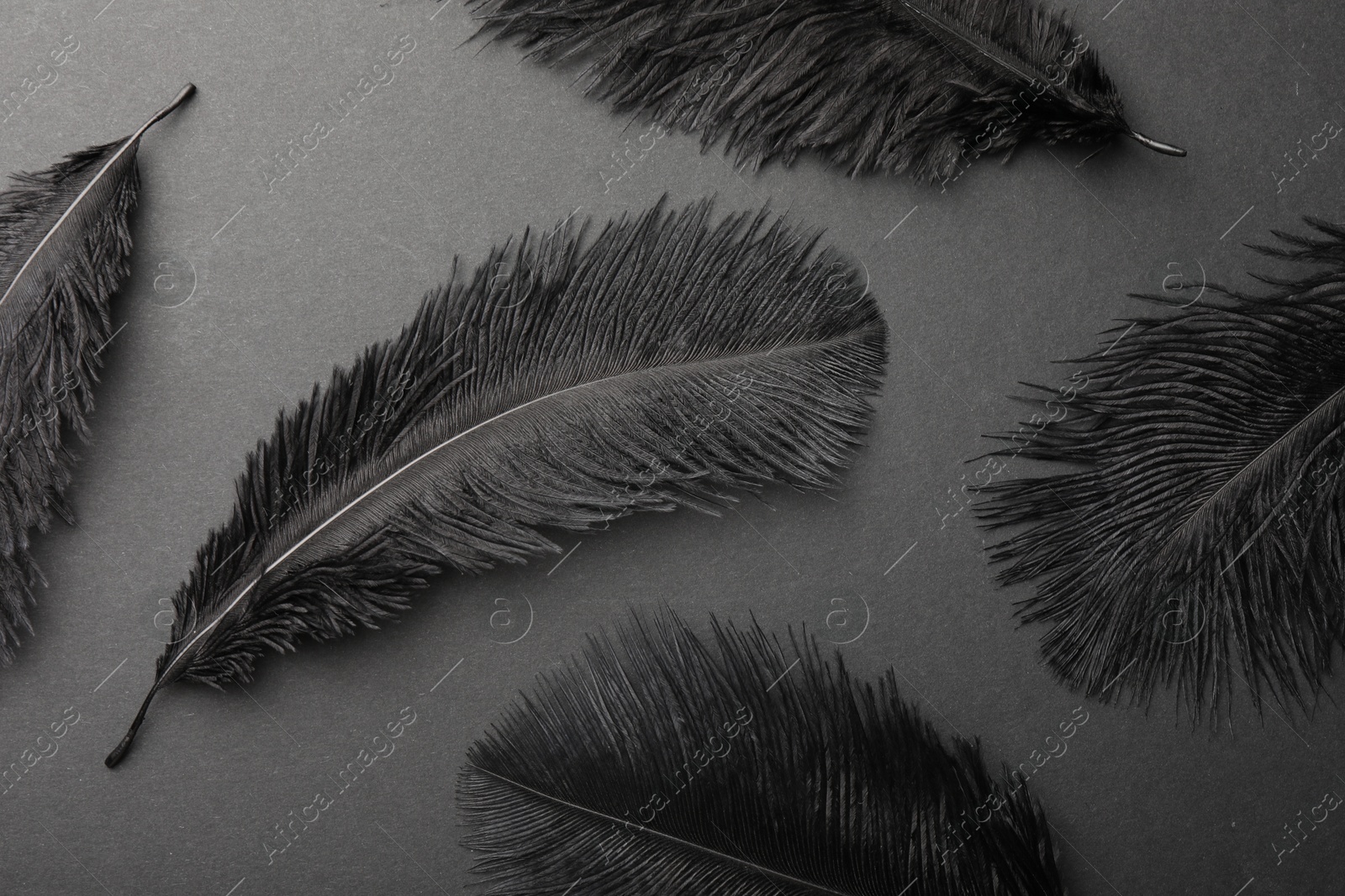 Photo of Beautiful black feathers on gray background, flat lay