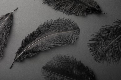 Beautiful black feathers on gray background, flat lay