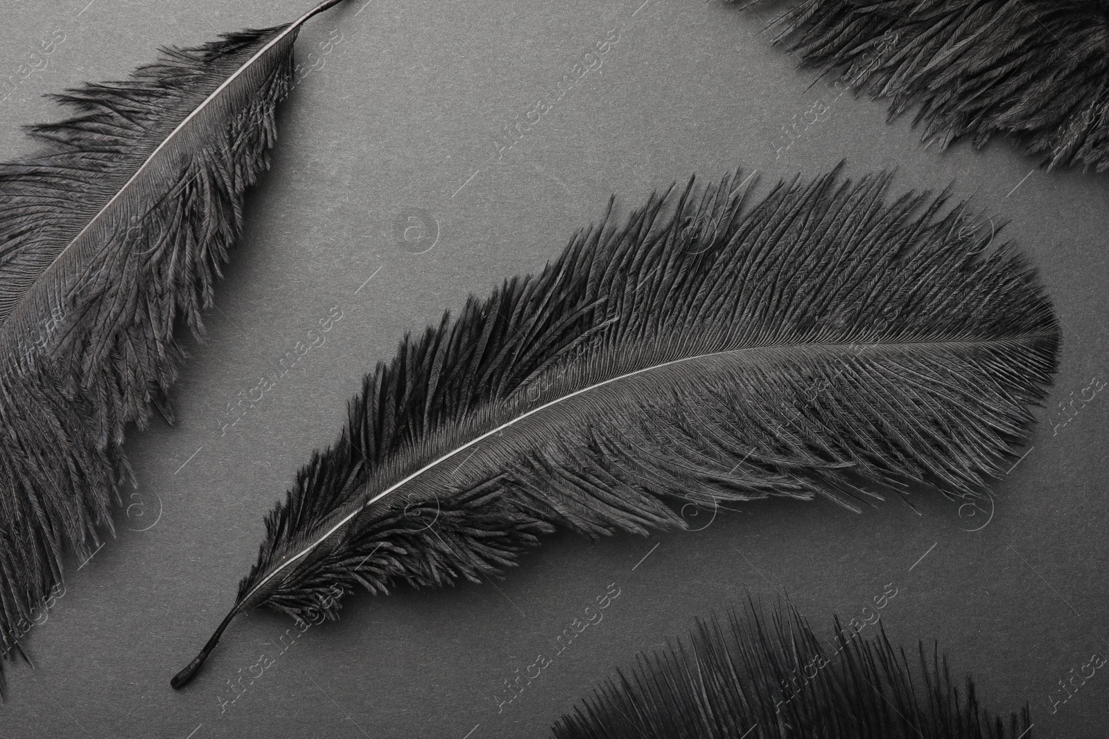 Photo of Beautiful black feathers on gray background, flat lay