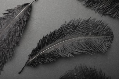 Beautiful black feathers on gray background, flat lay