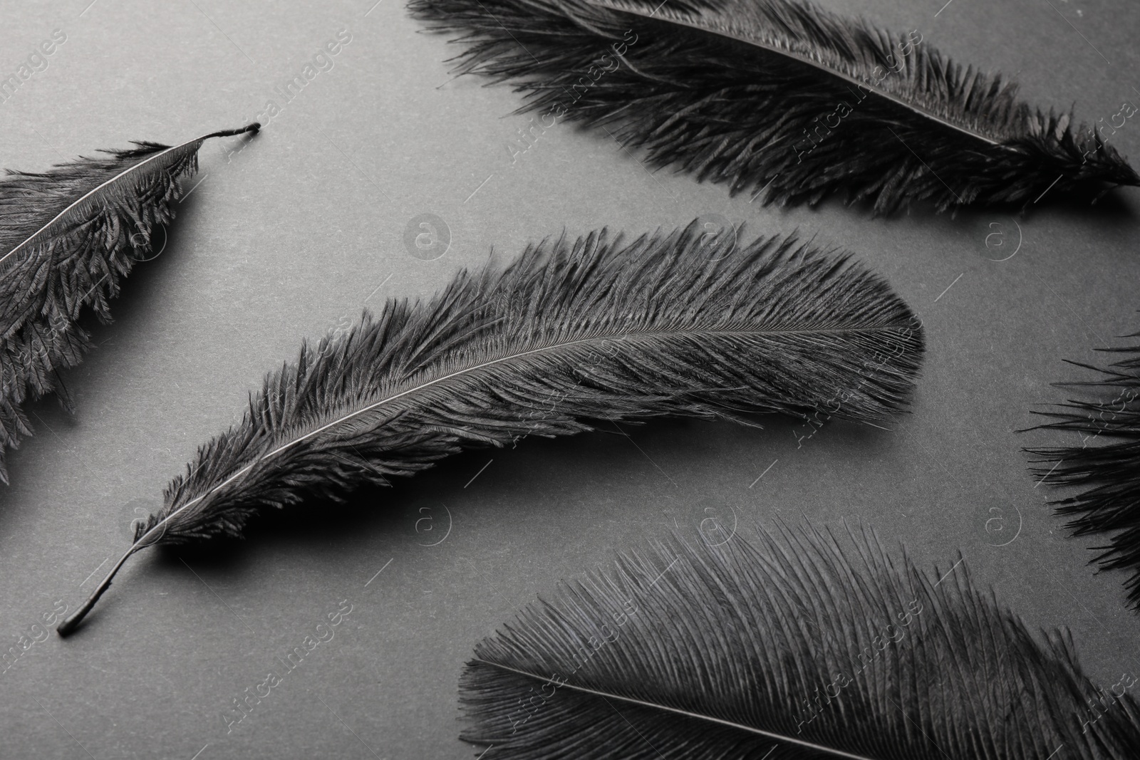 Photo of Beautiful black feathers on gray background, closeup