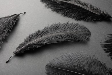 Beautiful black feathers on gray background, closeup