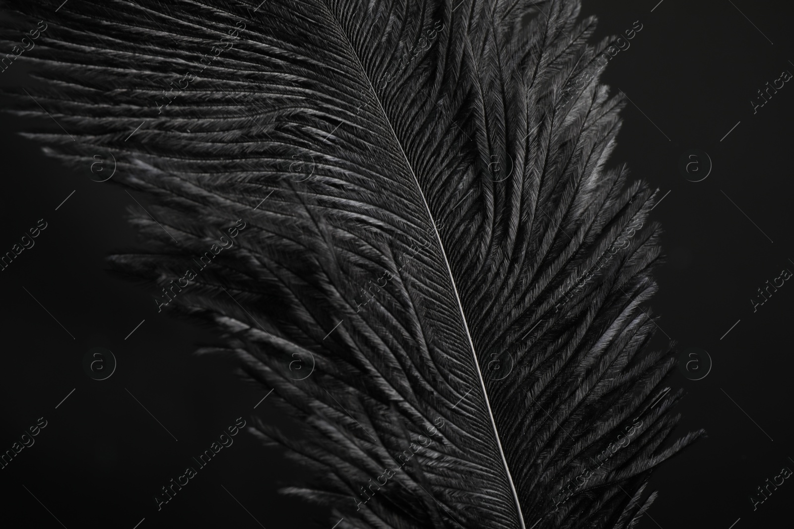 Photo of Beautiful black feather on dark background, closeup