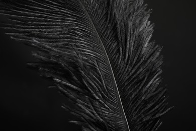 Photo of Beautiful black feather on dark background, closeup