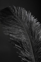 Beautiful black feather on dark background, closeup