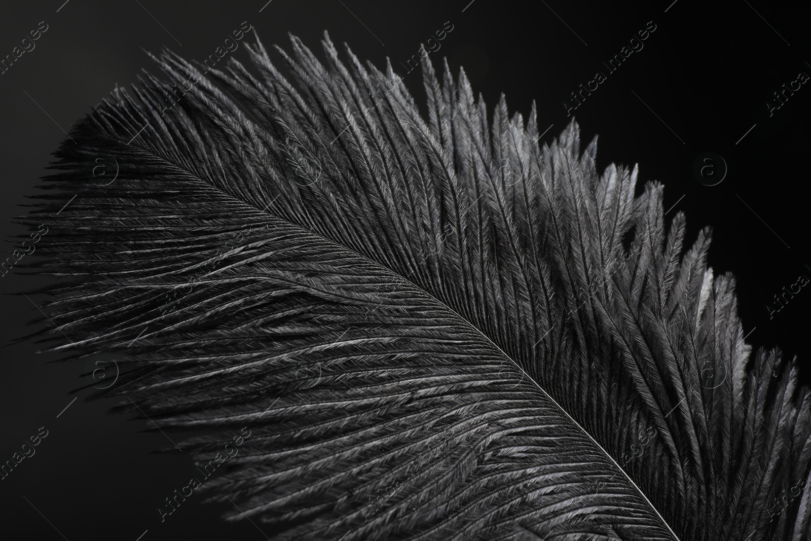 Photo of Beautiful black feather on dark background, closeup