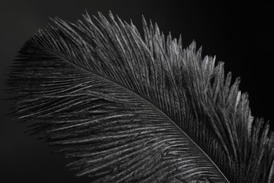 Beautiful black feather on dark background, closeup