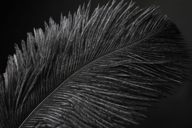 Photo of Beautiful black feather on dark background, closeup