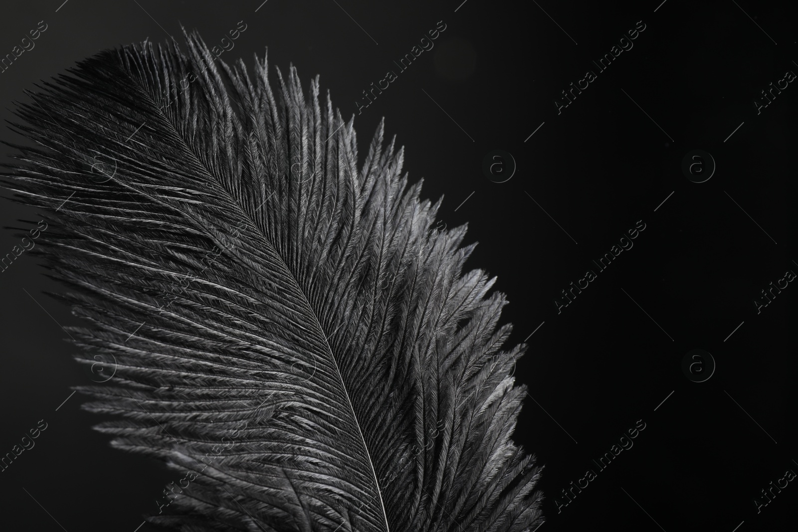 Photo of Beautiful black feather on dark background, closeup. Space for text