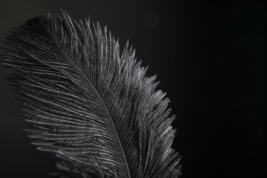 Photo of Beautiful black feather on dark background, closeup. Space for text