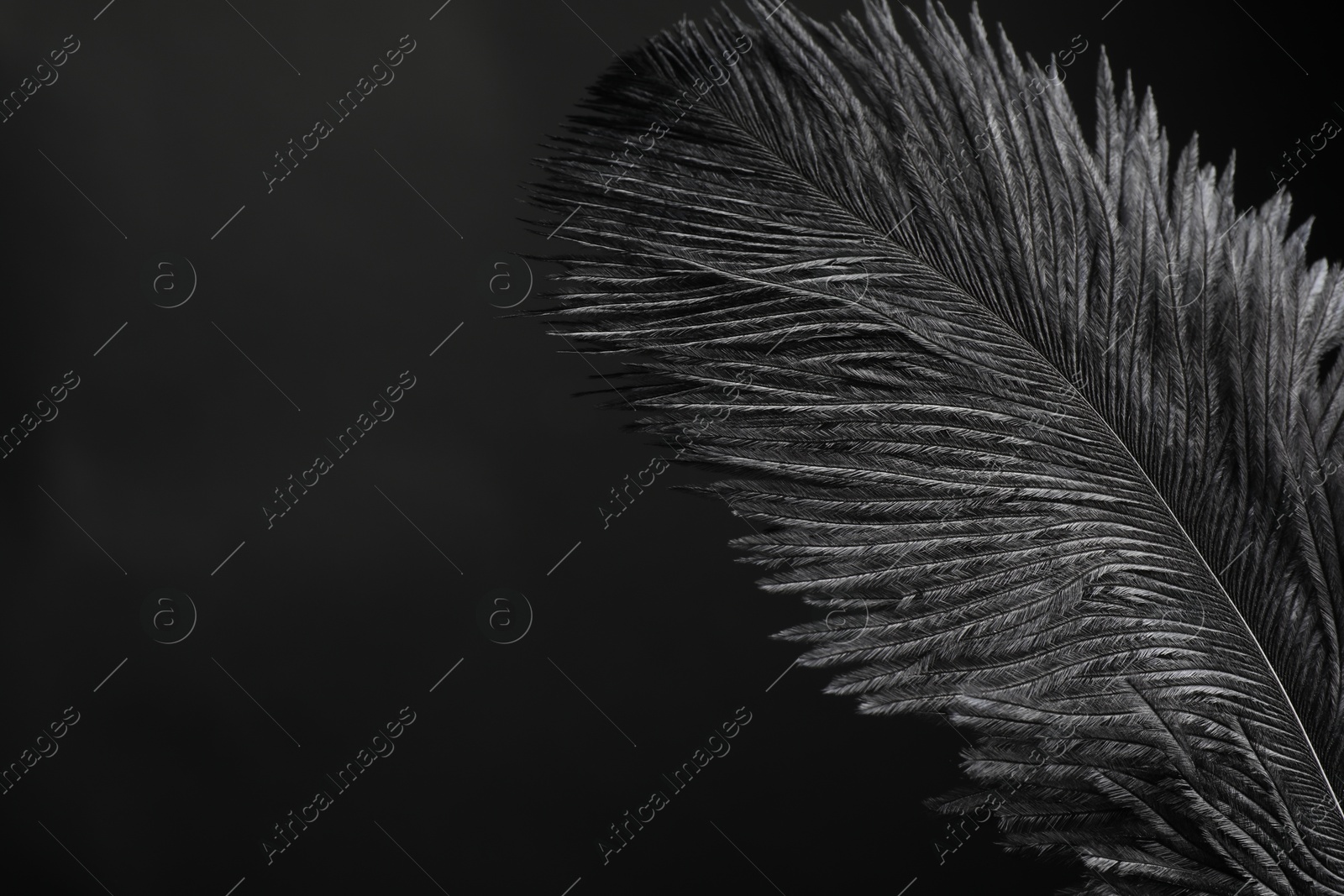 Photo of Beautiful black feather on dark background, closeup. Space for text