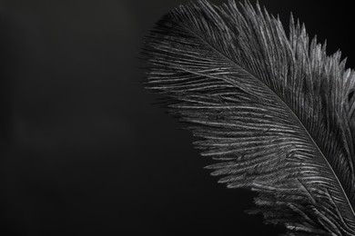 Photo of Beautiful black feather on dark background, closeup. Space for text