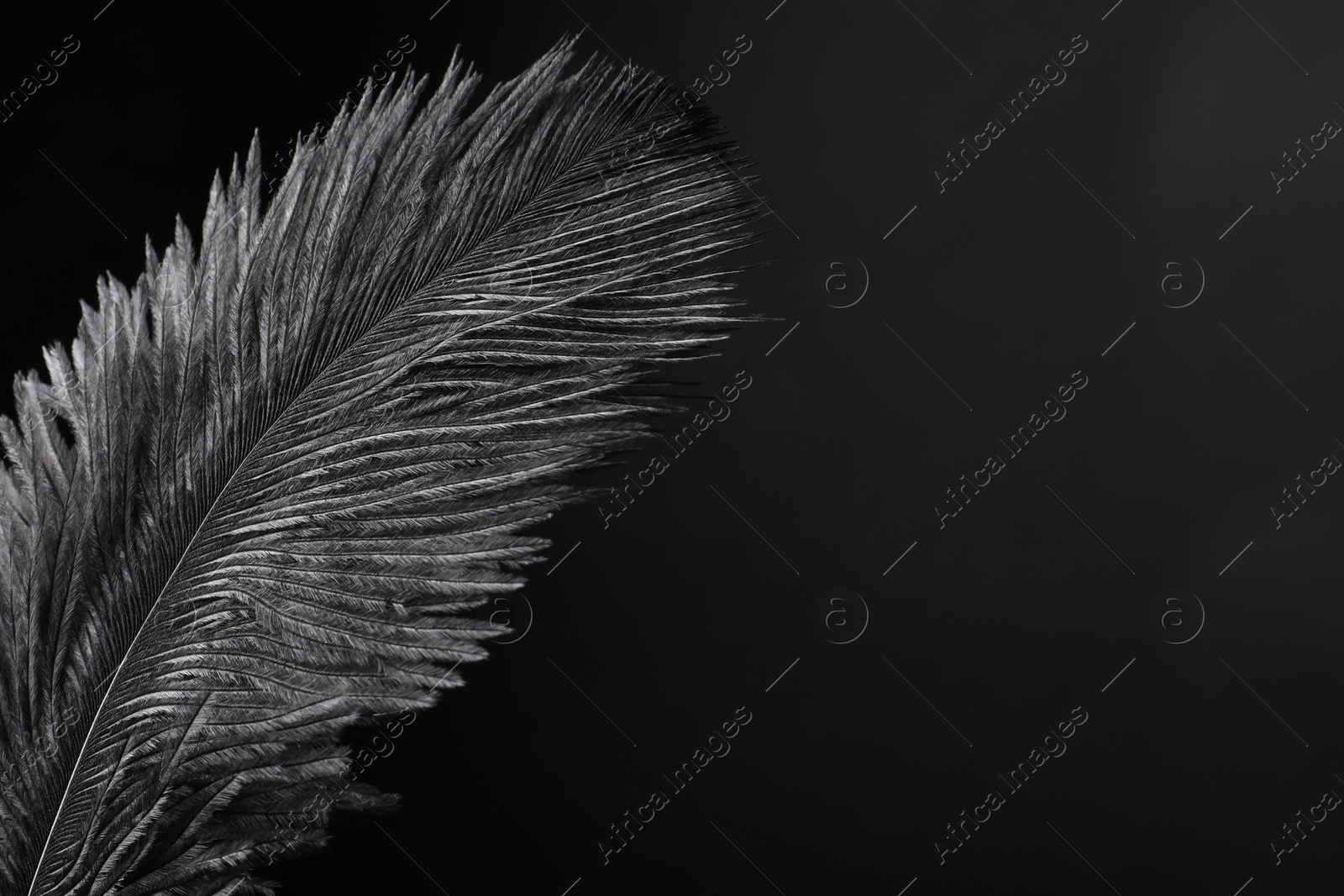 Photo of Beautiful black feather on dark background, closeup. Space for text