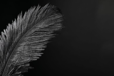 Beautiful black feather on dark background, closeup. Space for text