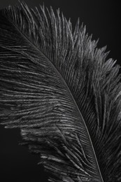 Photo of Beautiful black feather on dark background, closeup