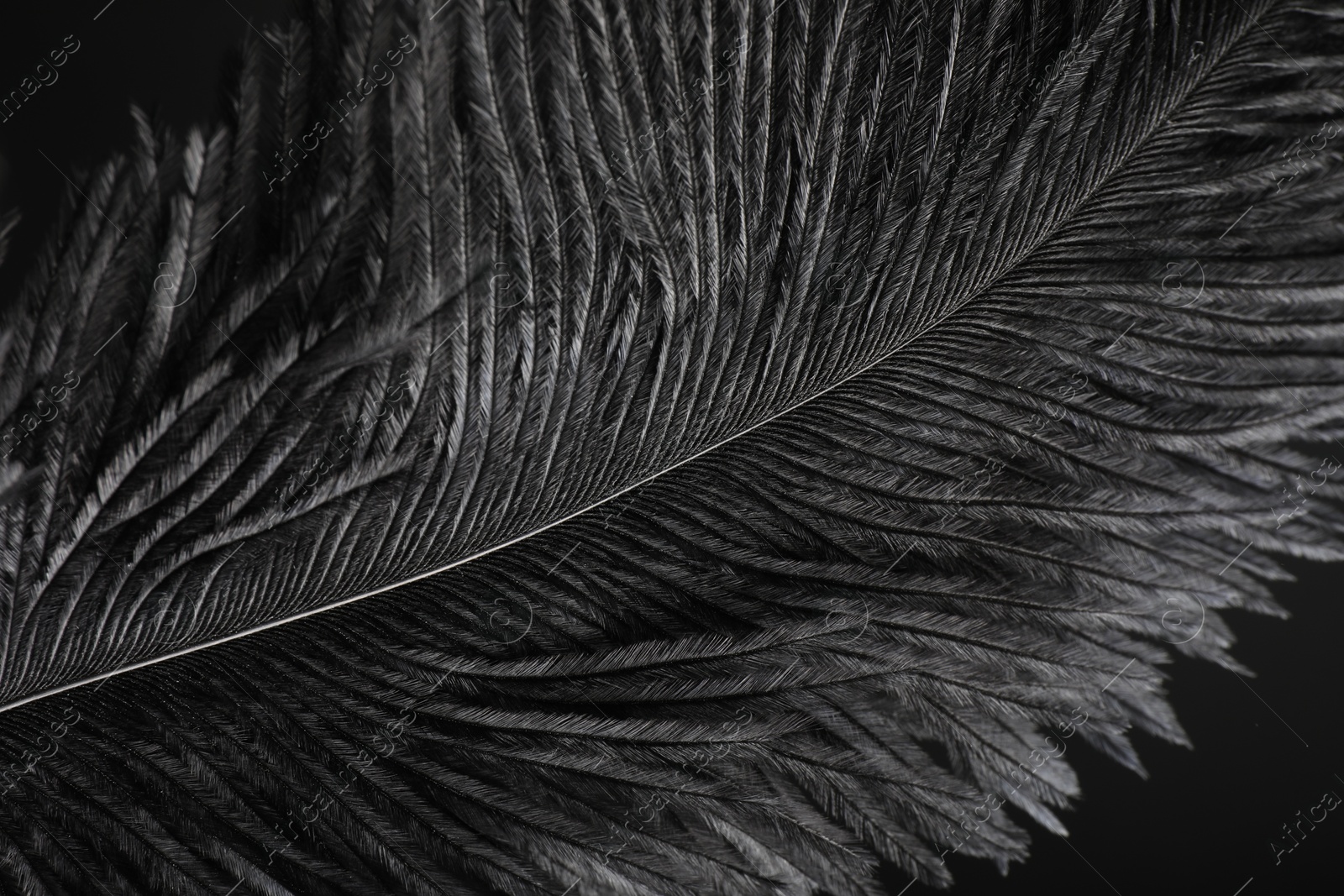 Photo of Beautiful black feather on dark background, closeup