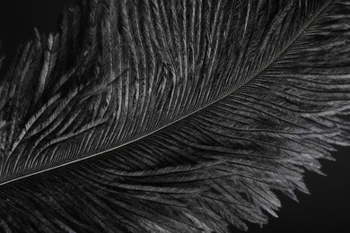 Beautiful black feather on dark background, closeup