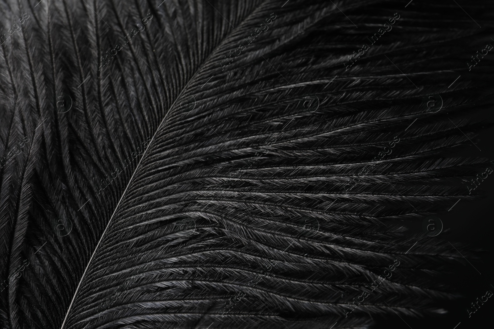 Photo of Beautiful black feather on dark background, closeup