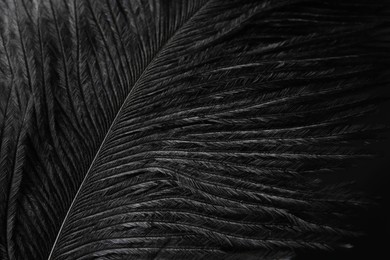 Beautiful black feather on dark background, closeup