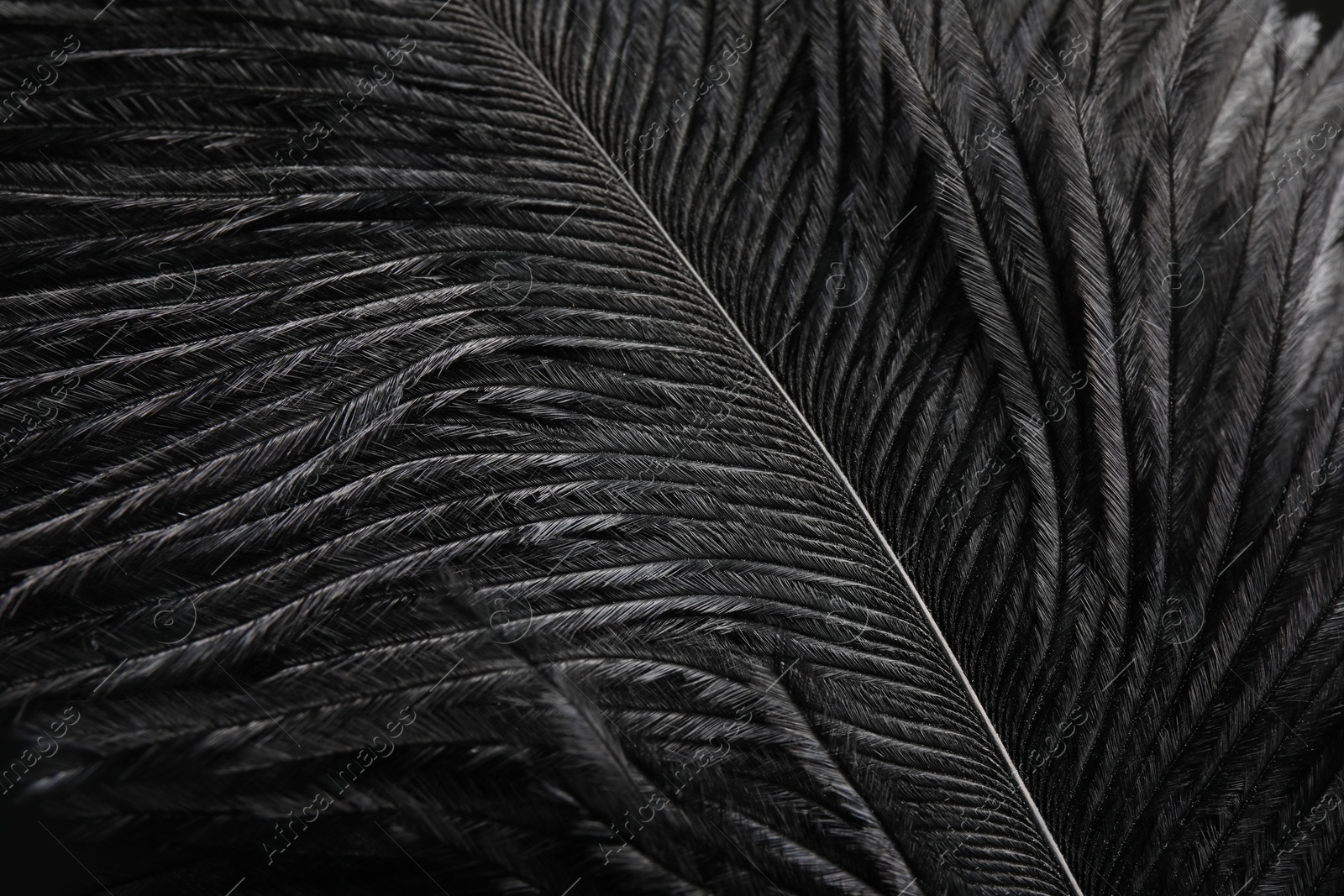 Photo of Beautiful black feather on dark background, closeup