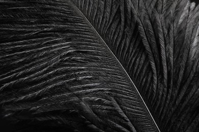 Beautiful black feather on dark background, closeup