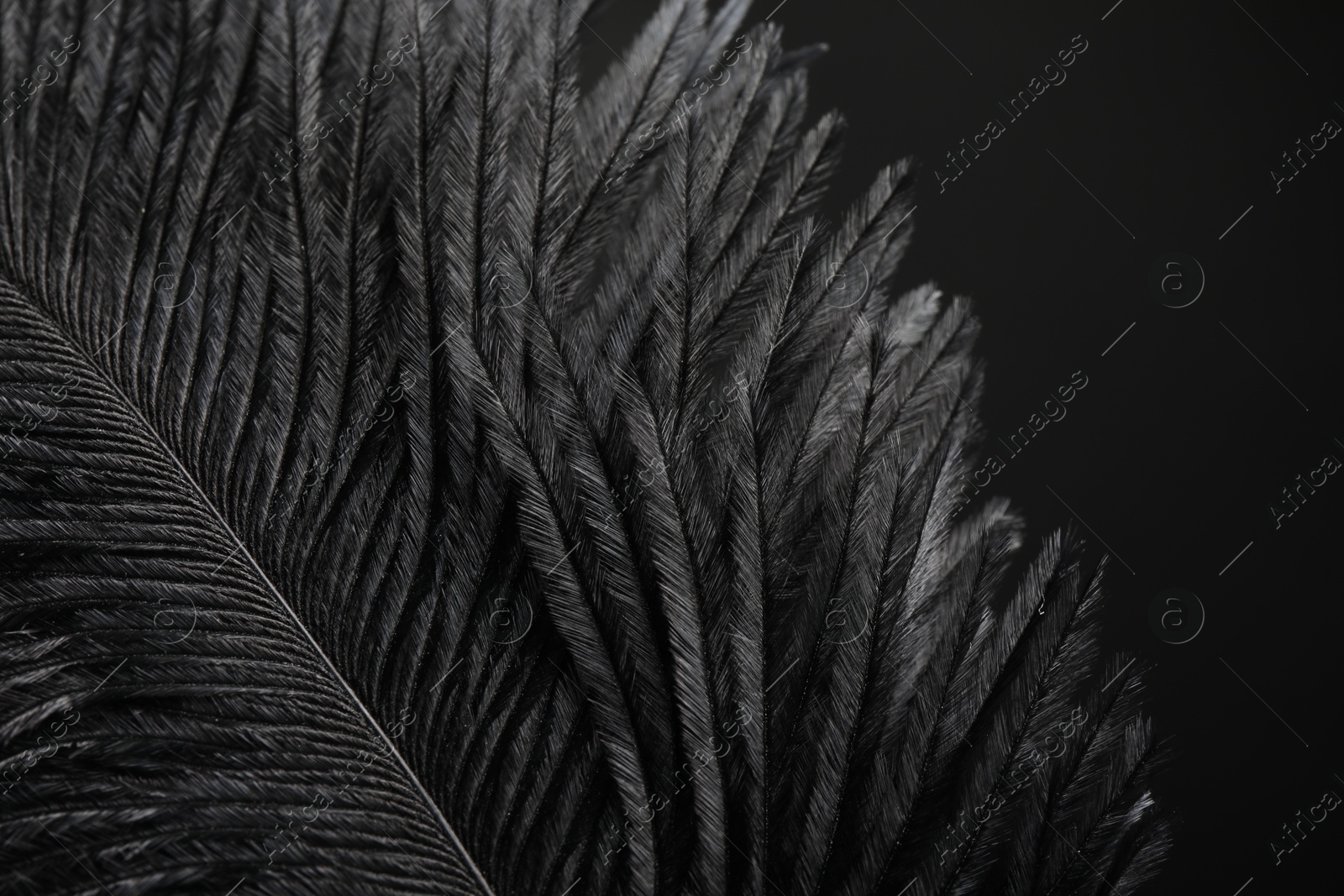 Photo of Beautiful black feather on dark background, closeup