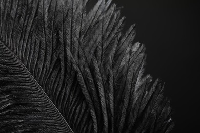 Beautiful black feather on dark background, closeup