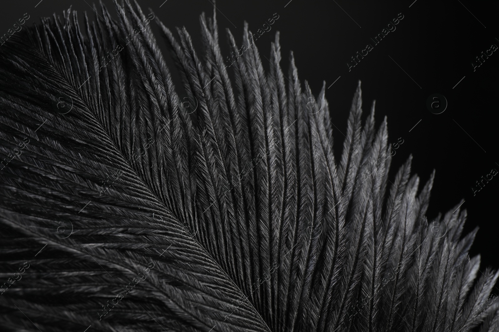 Photo of Beautiful black feather on dark background, closeup