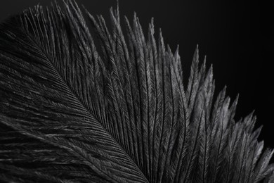 Photo of Beautiful black feather on dark background, closeup