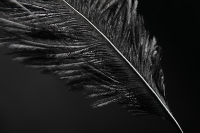 Photo of Beautiful black feather on dark background, closeup