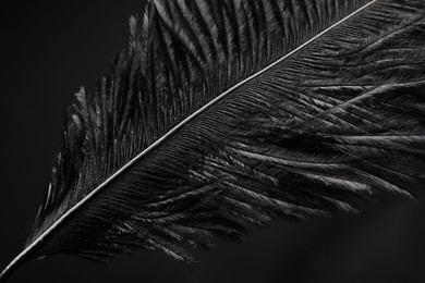 Beautiful black feather on dark background, closeup