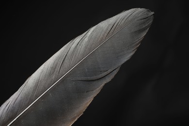 Beautiful bird feather on black background, closeup