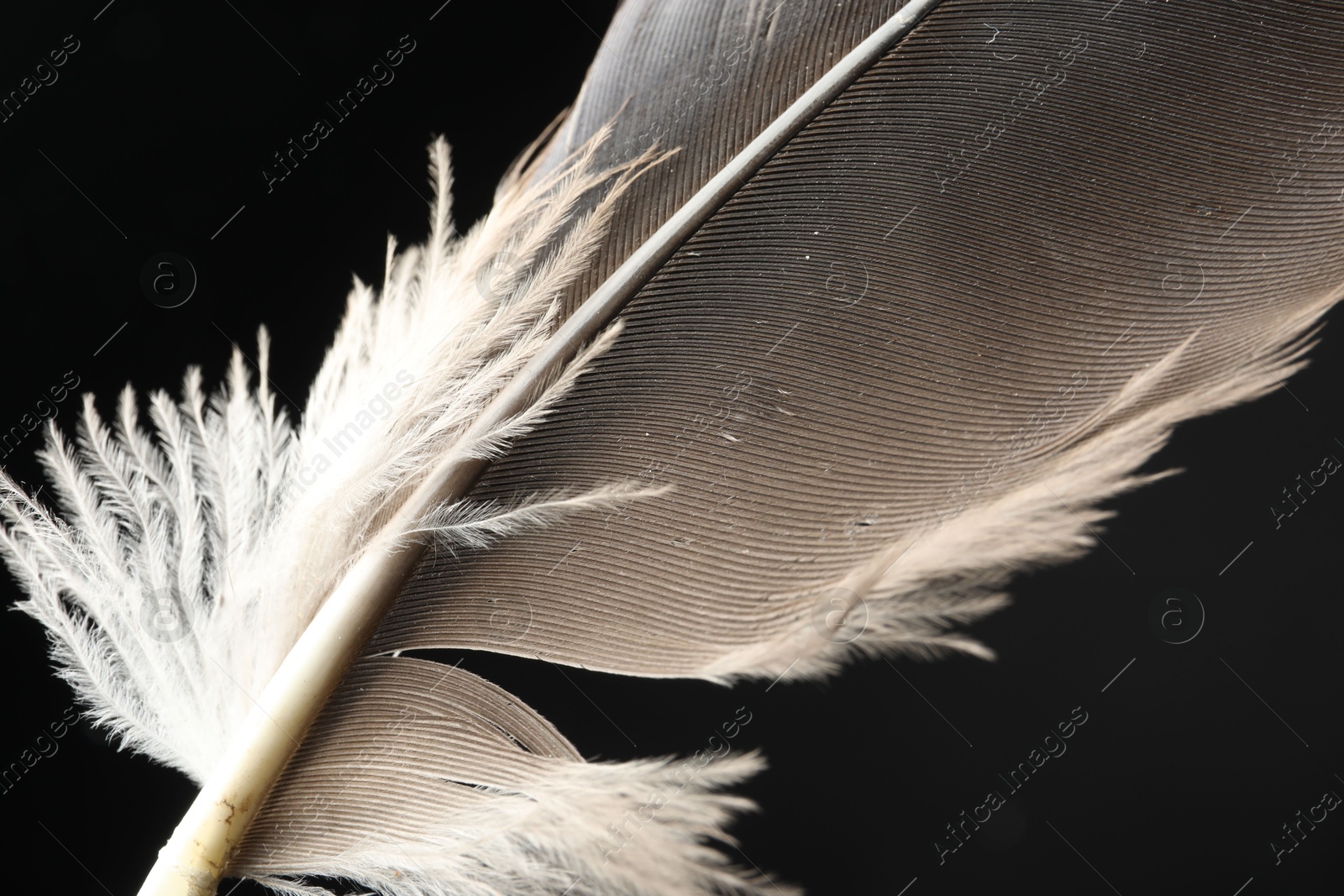 Photo of Beautiful bird feather on black background, closeup