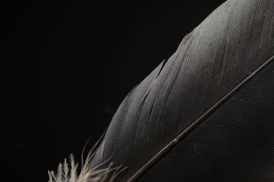 Photo of Beautiful bird feather on black background, closeup